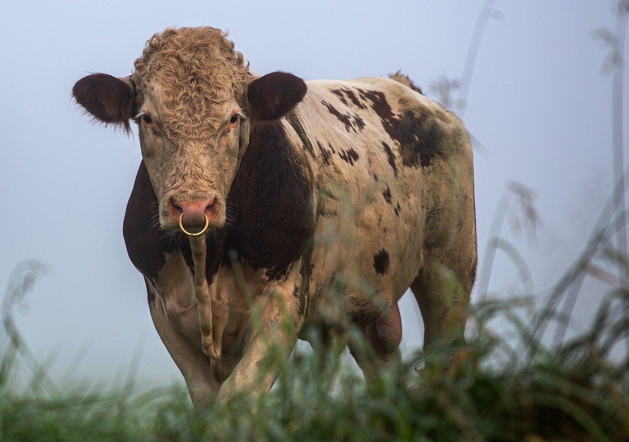 How to Recognize Bull and Bear Markets